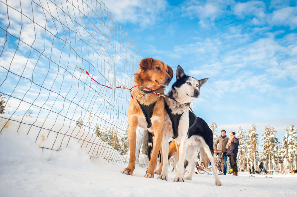 two huskies in the farm looking to the right
