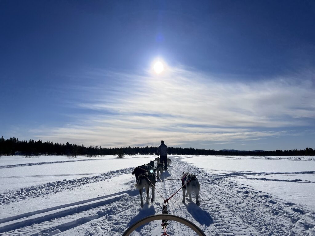 husky sledge running under the sun on the snow