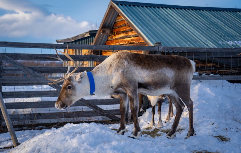 reindeer standing on the snow in front of the arctic cabin