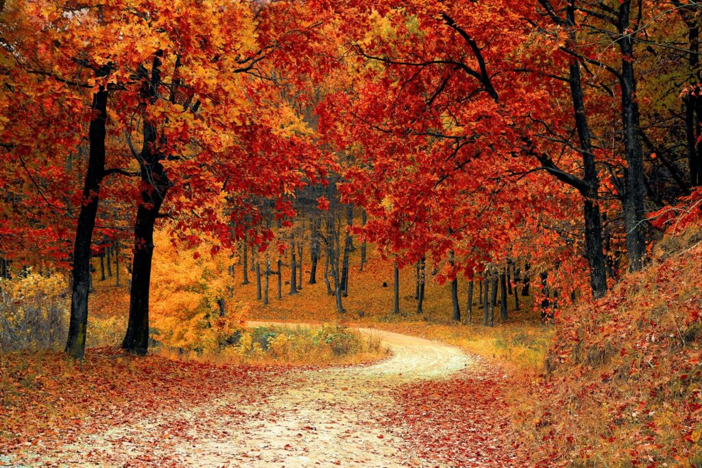 a road with orange leaves and read leaves in autumn